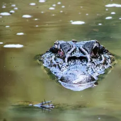 Amazon River Boat Tours - Leticia