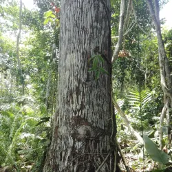 Parque Ecológico Mundo Amazónico - Leticia