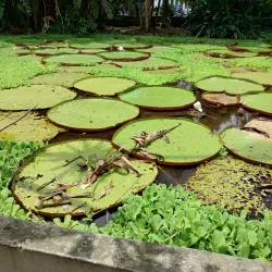 Parque Santander - Leticia
