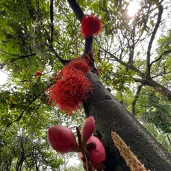 Jardín Botánico de Medellín - Medellin