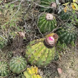 Tatacoa Desert - Neiva