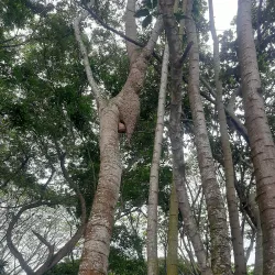 Laguna de Sonso - Palmira