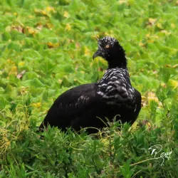 Laguna de Sonso - Palmira