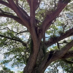 Laguna de Sonso - Palmira