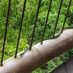 Laguna de Sonso - Palmira