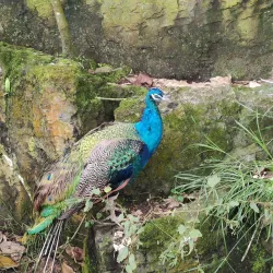 Ukumari Biopark - Pereira