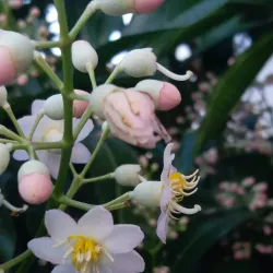 Parque de la Libertad - Rionegro