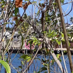 El Cove - San Andres