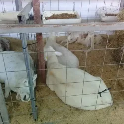 Festival de Toros de Sincelejo - Sincelejo