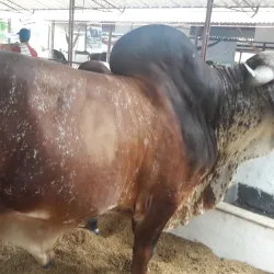 Festival de Toros de Sincelejo - Sincelejo