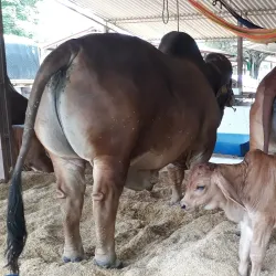 Festival de Toros de Sincelejo - Sincelejo