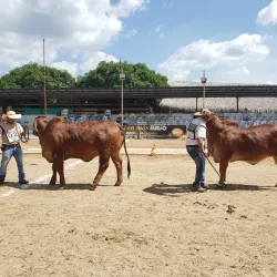 Festival de Toros de Sincelejo - Sincelejo