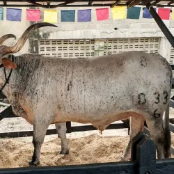 Festival de Toros de Sincelejo - Sincelejo