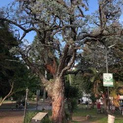 Parque de los Fundadores - Tulua