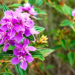 Reserva Natural Caño Cristales - Villavicencio