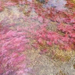Reserva Natural Caño Cristales - Villavicencio