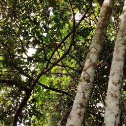 Reserva Natural Caño Cristales - Villavicencio