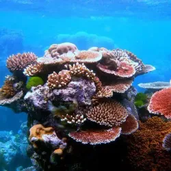 Coral Reefs off Tsidje Coast - Tsidje