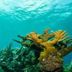 Coral Reefs off Tsidje Coast - Tsidje