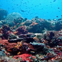 Coral Reefs off Tsidje Coast - Tsidje