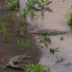 Rio Tarcoles - Acosta