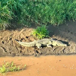 Rio Tarcoles - Acosta