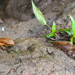 Cerro Chato - Arenal