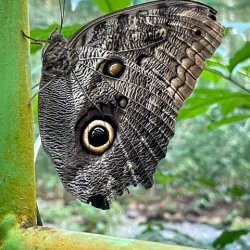 Ecocentro Danaus - Arenal