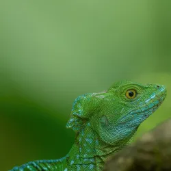 Ecocentro Danaus - Arenal
