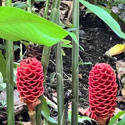Tabacón Hot Springs - Arenal