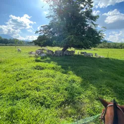 Horseback Riding Tours - Atenas