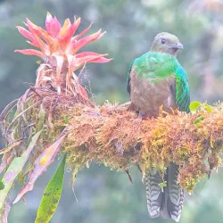 Bird Watching Tours - Cartagena
