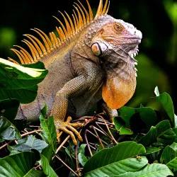 Tortuguero National Park - Cartagena