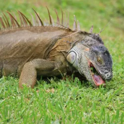 Tortuguero National Park - Cartagena