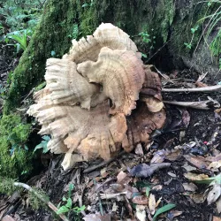 Escazú Mountain Range - Ciudad Colon
