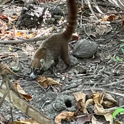Curu Wildlife Refuge - Cobano