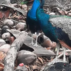 Tortuga Island Day Trips - Cobano