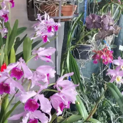 Centro Cultural Desamparados - Desamparados