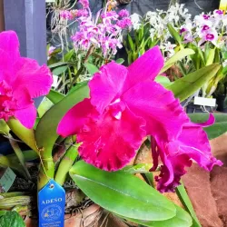 Centro Cultural Desamparados - Desamparados