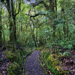 Parque Nacional Braulio Carrillo - Desamparados