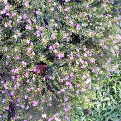 Reserva Forestal El Rodeo - Desamparados