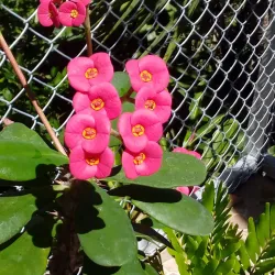 Reserva Forestal El Rodeo - Desamparados