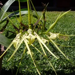 Reserva Forestal El Rodeo - Desamparados