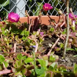 Reserva Forestal El Rodeo - Desamparados