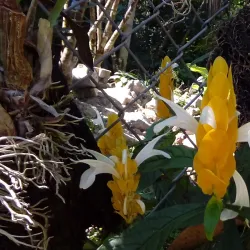 Reserva Forestal El Rodeo - Desamparados