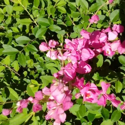 Reserva Forestal El Rodeo - Desamparados