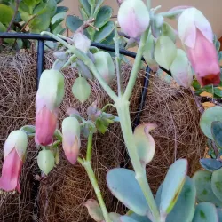 Reserva Forestal El Rodeo - Desamparados