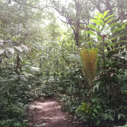 Piedras Blancas National Park - Dominical