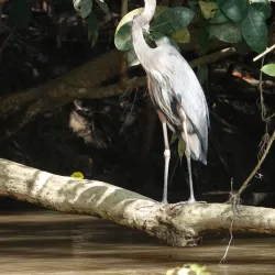 Piedras Blancas National Park - Dominical