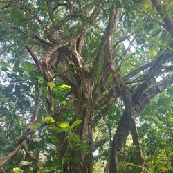 Piedras Blancas National Park - Dominical